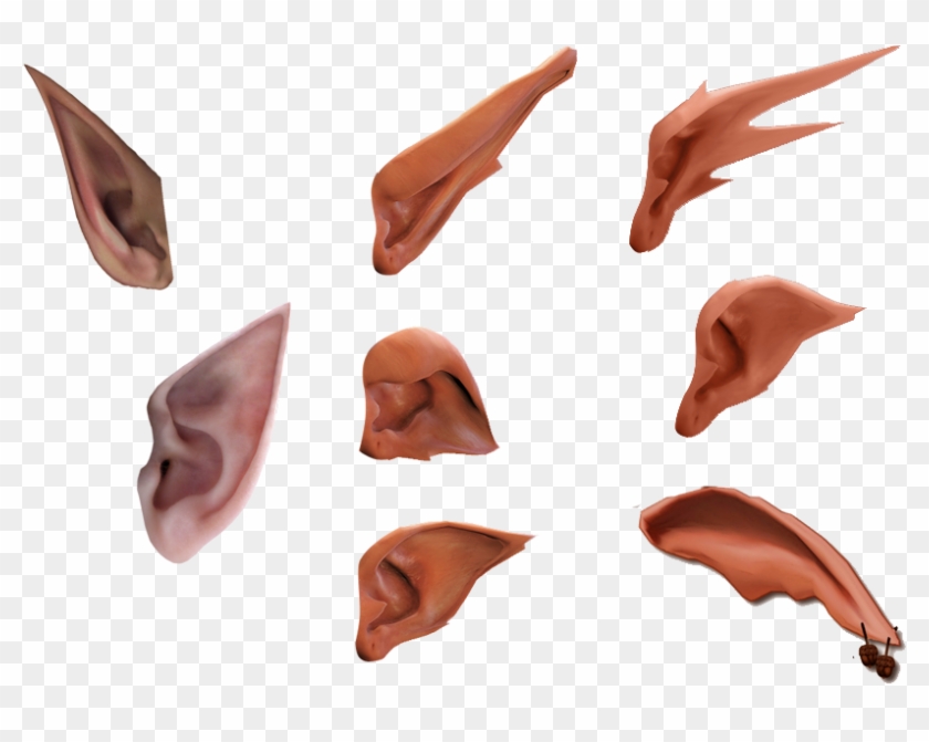 Elf Ear Png - Эльфийские Уши Пнг, Transparent Png - 816x591(#6415525