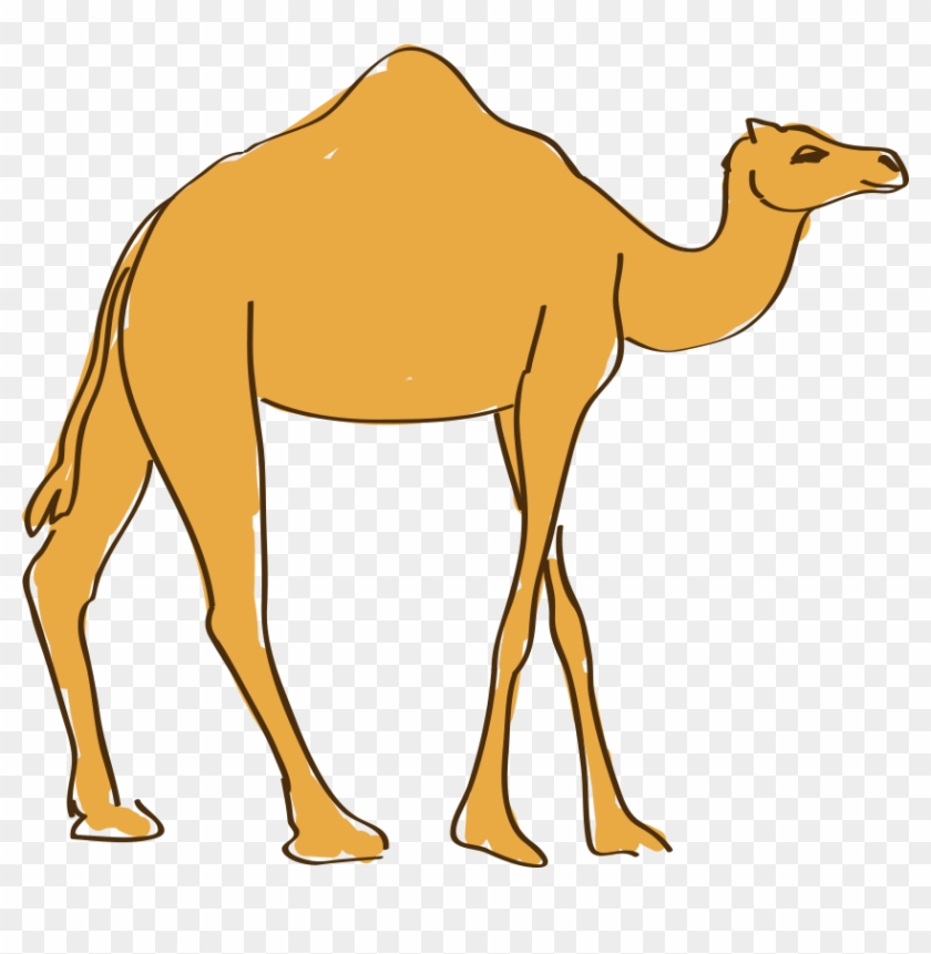 Dromedary Drawing Animation Camel Cartoon Drawing Hd Png Download 840x781 6420801 Pngfind