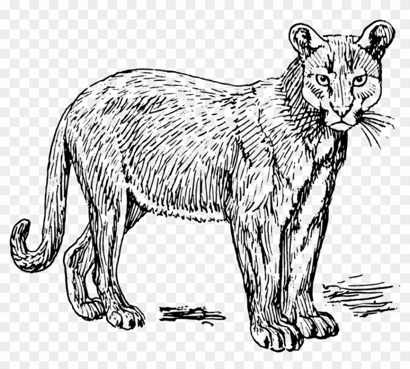 Puma Animal Black And White, HD Png Download - 844x720(#6423950) - PngFind Puma Animal Black And White, HD Png Download - 844x720(#6423950) - PngFind