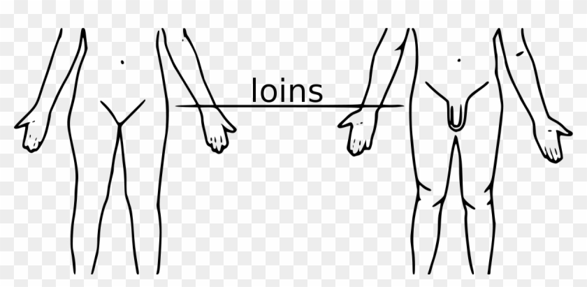 Loin - Human Body, HD Png Download - 1200x530(#6428015) - PngFind