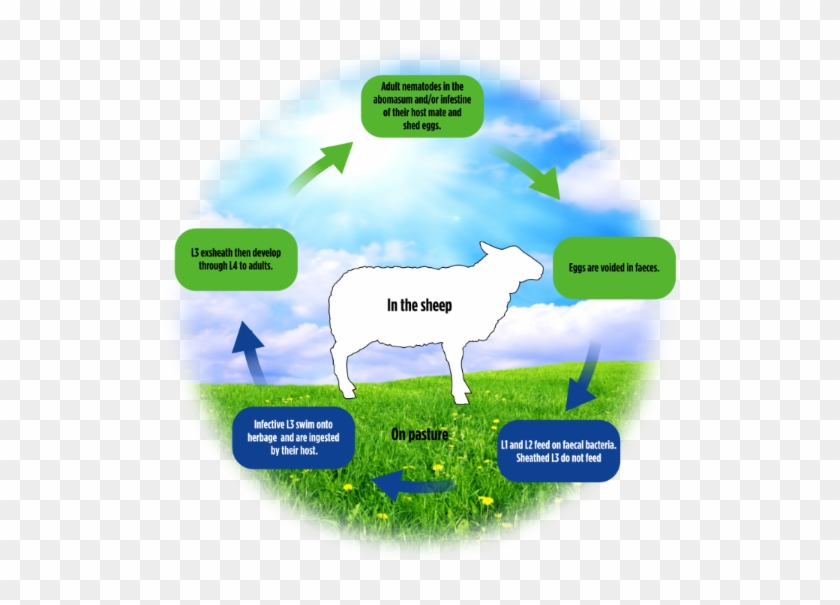 Sheep Worm Cycle Life Cycle Of Dairy Cow Hd Png Download 600x600 6432612 Pngfind