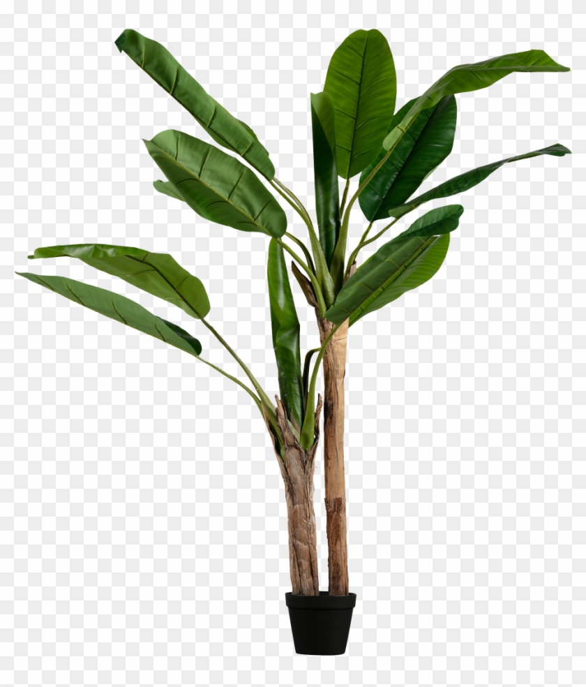 Banana Banana - Banana Leaf Plant Png, Transparent Png - 1200x1333 ...