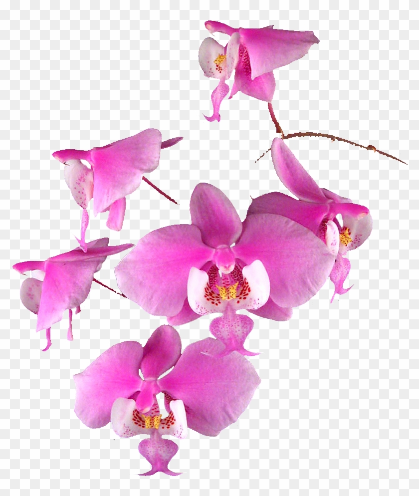 Transparent Orchids - Pink Orchid Flowers Vector, HD Png Download ...