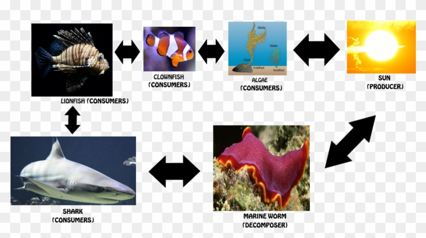 Clownfish Food Chain - Food Chain Of A Clownfish, HD Png