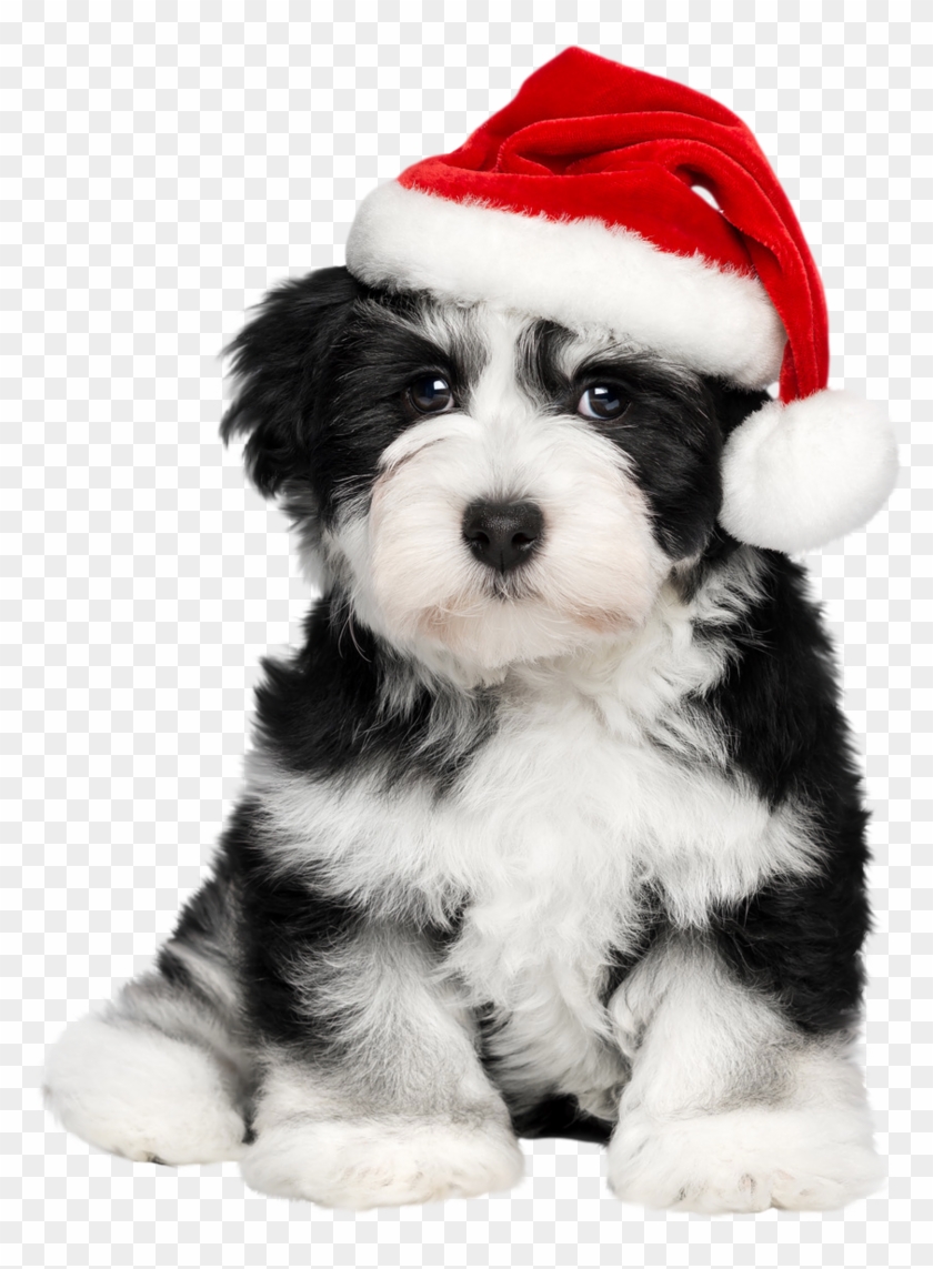 Shih Tzu Clipart Havanese - Cute Dogs Christmas Background, HD Png Download  - 800x1063(#6469529) - PngFind
