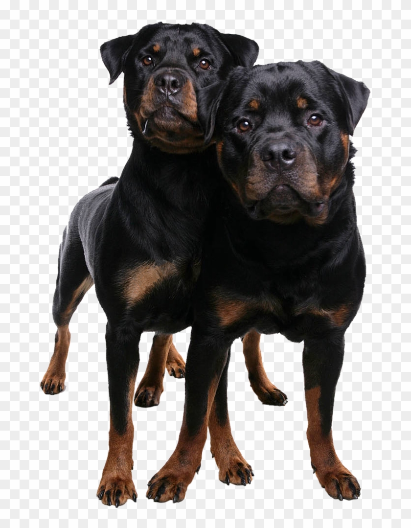 Download Contact Us Rottweiler Hd Png Download 680x999 6471255 Pngfind SVG, PNG, EPS, DXF File