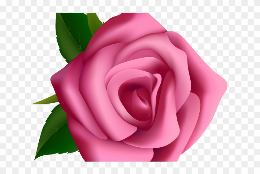 White Rose Clipart Pink Flowers Rose Clipart Png Transparent Png 640x480 Pngfind White Rose Clipart Pink Flowers Rose Clipart Png Transparent Png 640x480 Pngfind