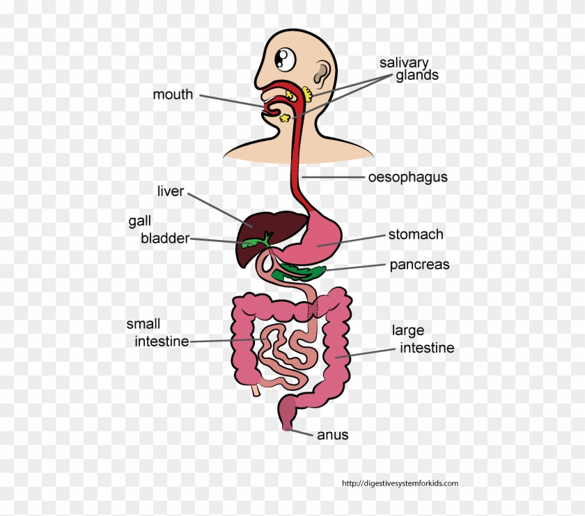 digestive system drawing｜TikTok Search