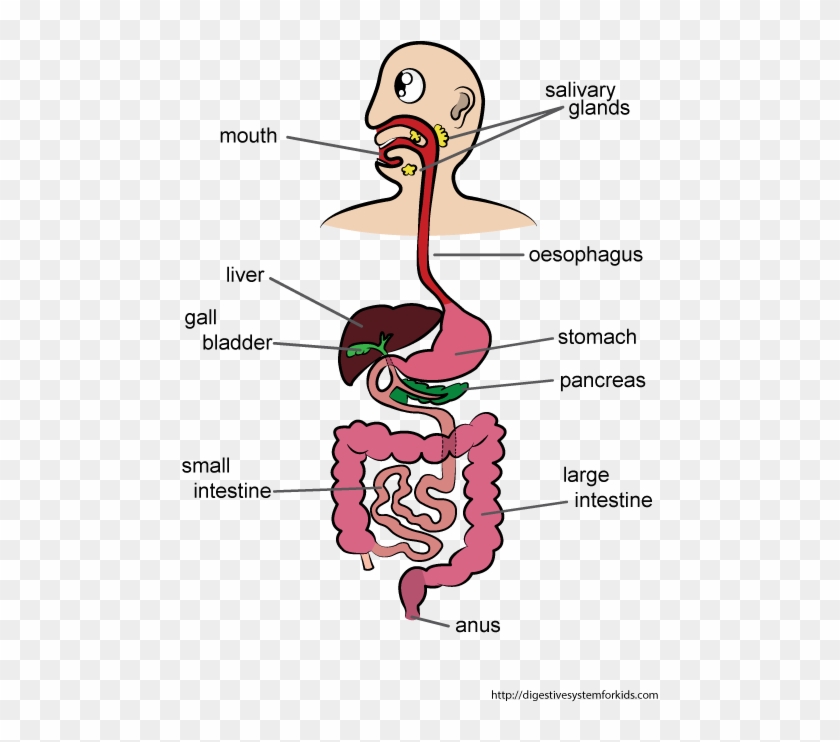Good Digestive System For Kids Digestivesystemforkids Cartoon Digestive System Drawing Hd Png Download 500x708 6484852 Pngfind