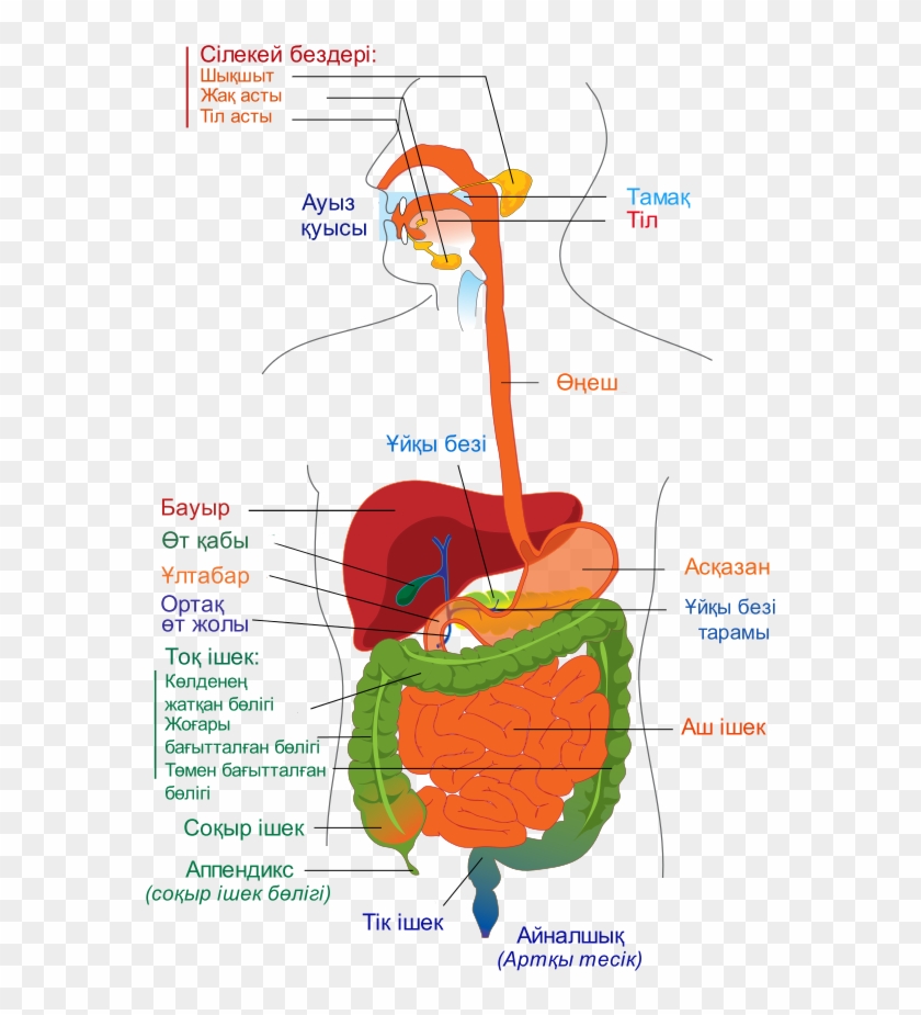 Digestive System Diagram Kk Digestive Cardiovascular And Respiratory Systems Are Hd Png Download 644x892 6484892 Pngfind