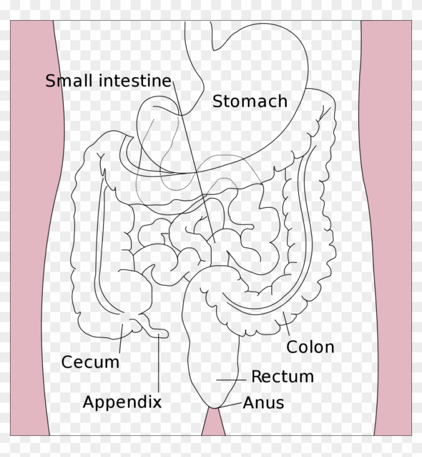 Digestion Flow Chart