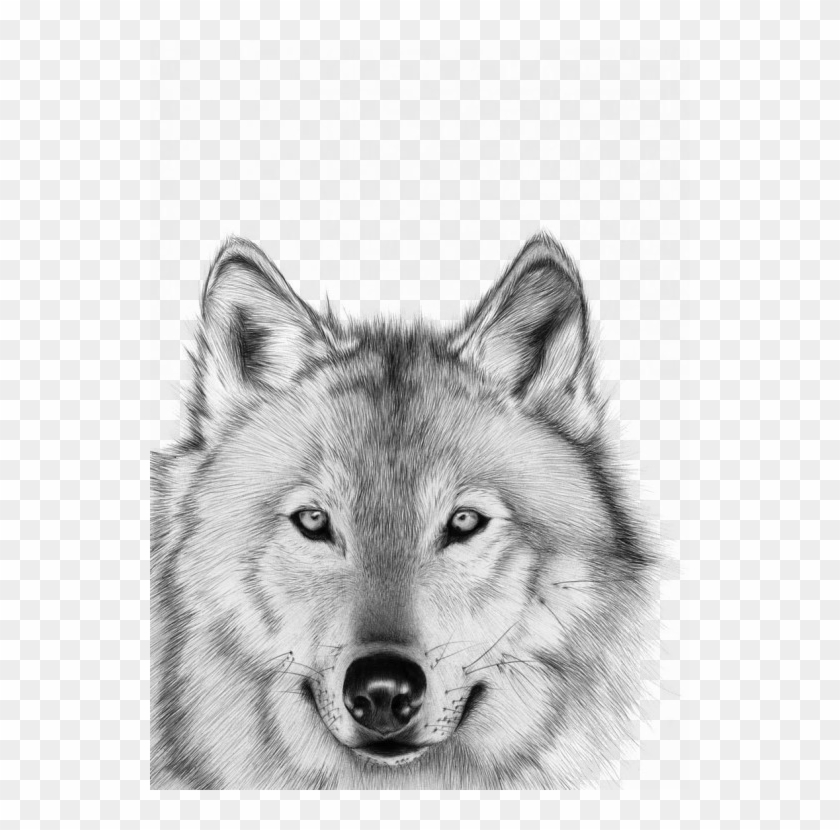 Lobo Blanco Png - Realistic Drawings Animals Ballpoint, Transparent Png ...