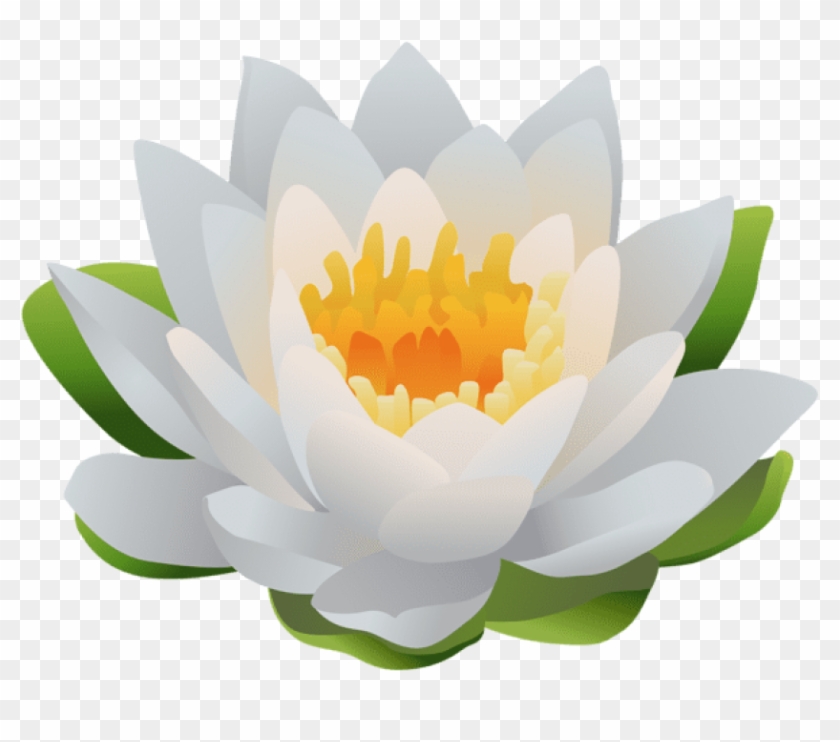 Free Png Download Water Lily Png Images Background Sacred Lotus Transparent Png 850x685 Pngfind