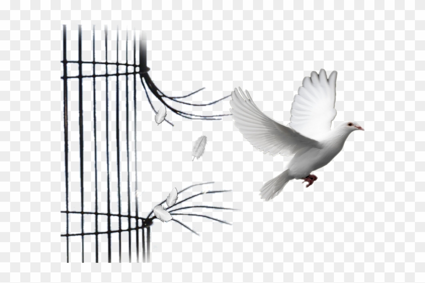 la cage aux oiseaux apostolic church fullness of god s throne hd png download 640x480 6500871 pngfind oiseaux apostolic church fullness