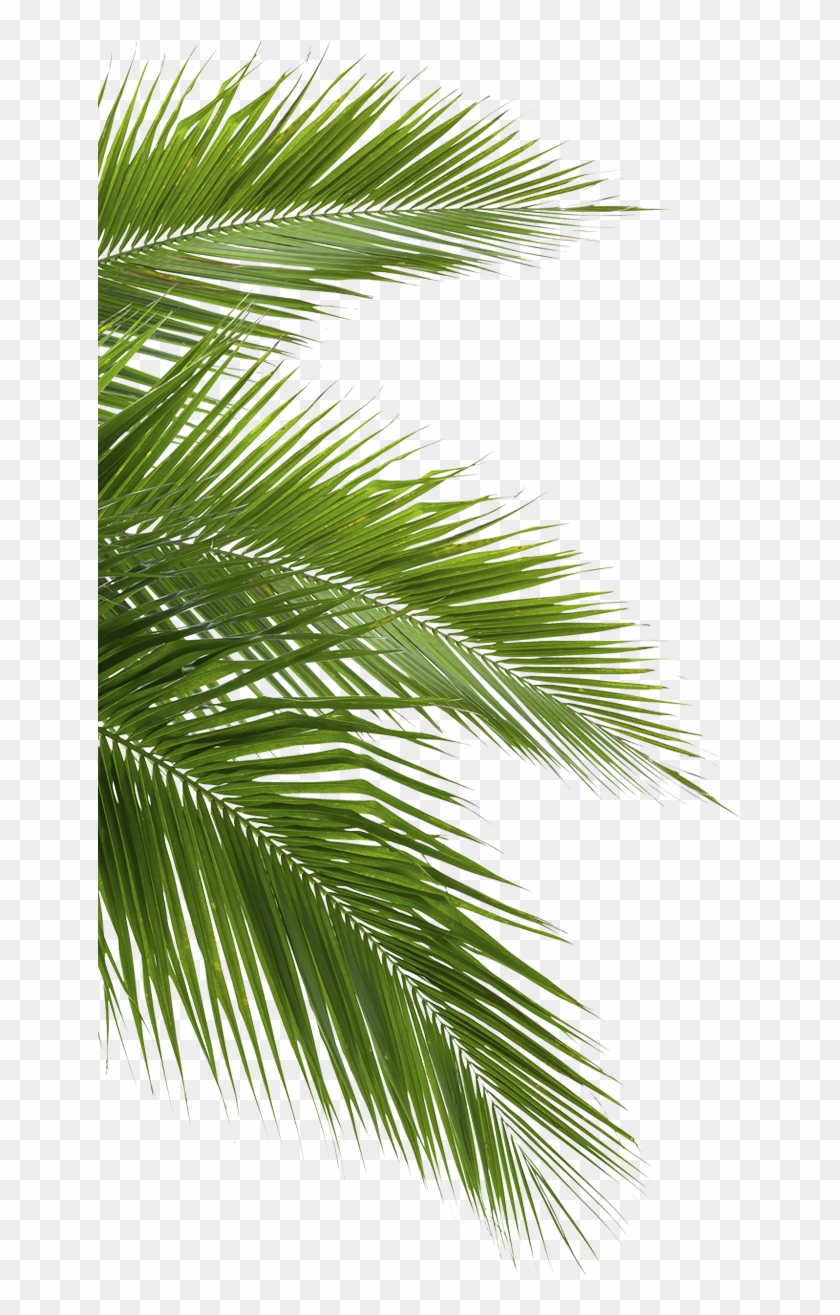 Coconut Leaves On White Background, HD Png Download - 644x1245(#6502177) -  PngFind