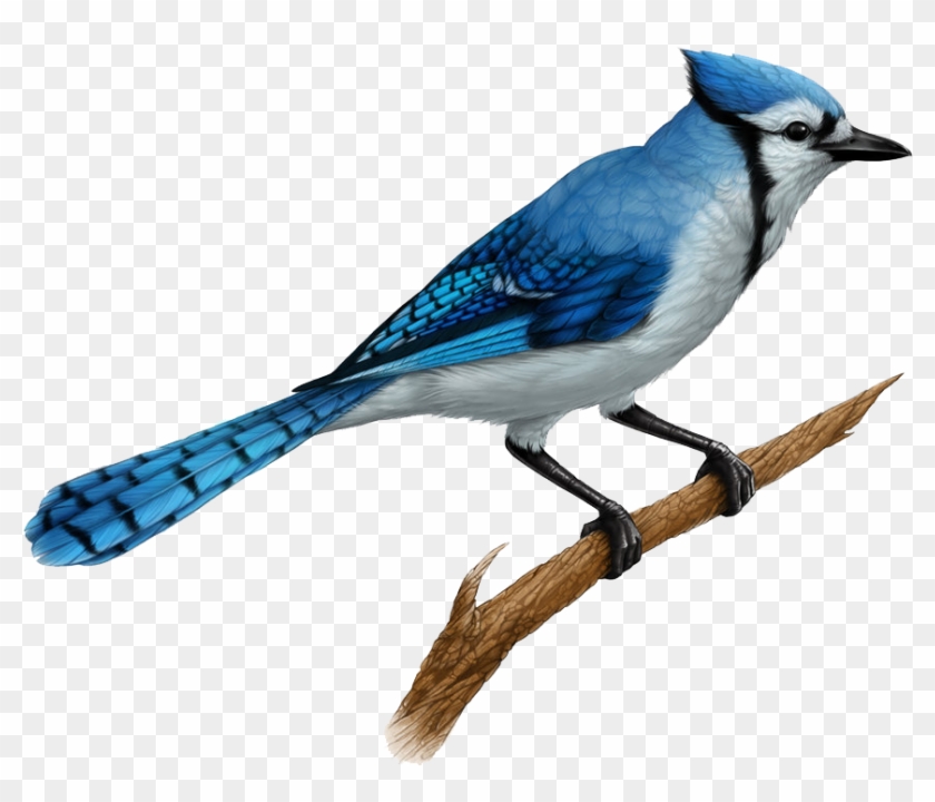 Blue Jay Realistic Blue Jay Drawings Hd Png Download 1017x786 Pngfind