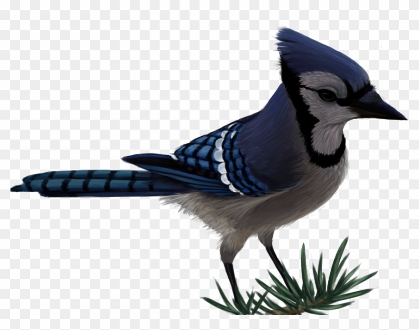 Blue Jay By Sherushi Vector Free Blue Jay Png Transparent Png 864x640 Pngfind