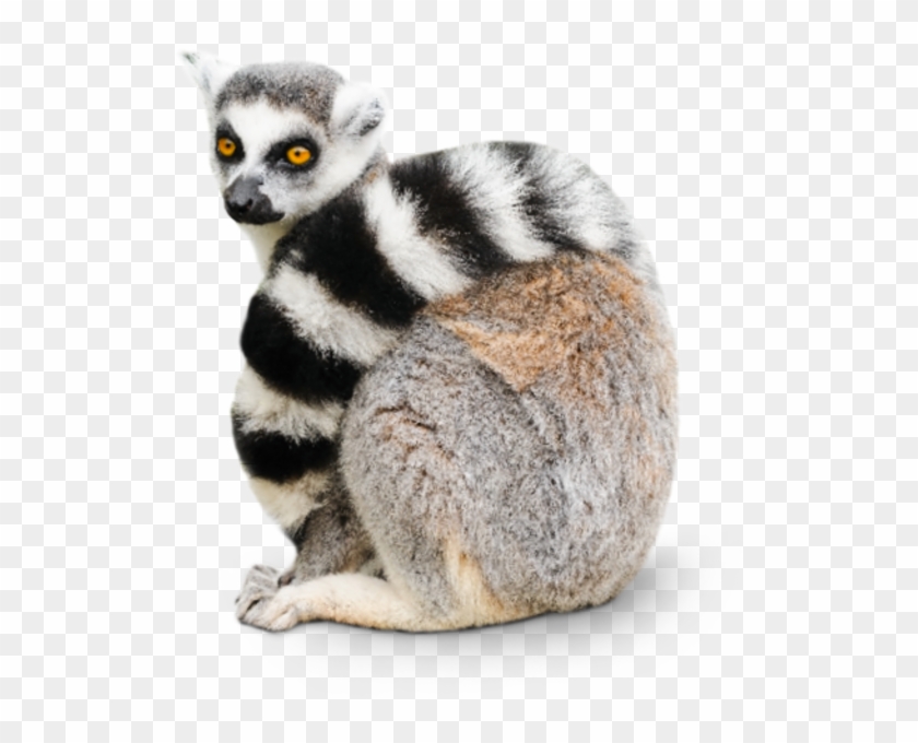 Lemurs Meaning In Hindi, HD Png Download - 525x600(#6516488) - PngFind