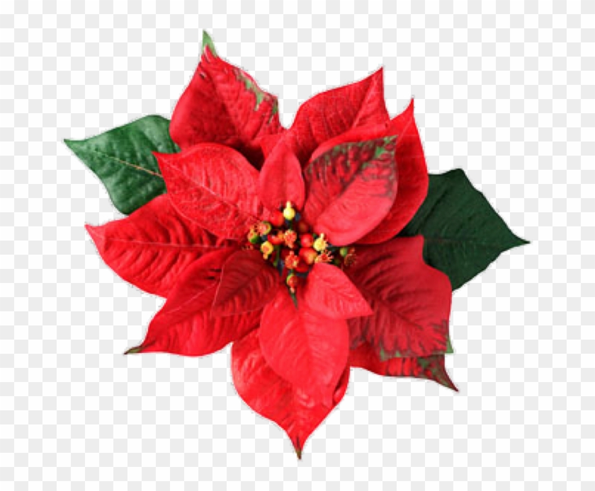 Exportación De Esquejes De Nochebuena A Alemania - Christmas Flower, HD Png  Download - 667x614(#6523913) - PngFind