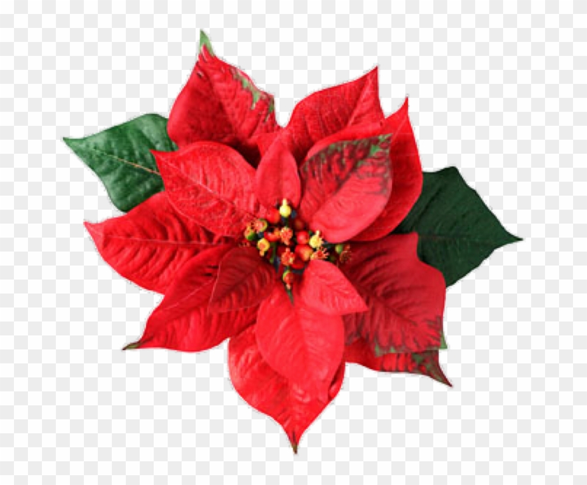 Exportación De Esquejes De Nochebuena A Alemania - Christmas Flower, HD Png Download - 667x614(#6523913) - PngFind Exportación De Esquejes De Nochebuena A Alemania - Christmas Flower, HD Png Download - 667x614(#6523913) - PngFind