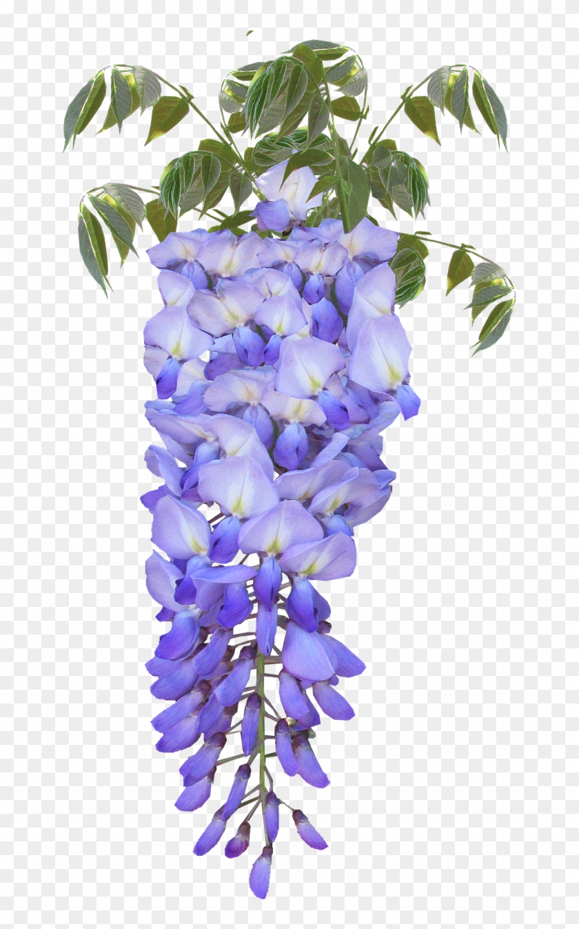 Wisteria Flower Purple Free Picture - Wisteria Flower, HD Png Download -  720x1280(#6529803) - PngFind