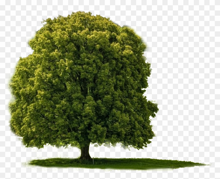 big tree png