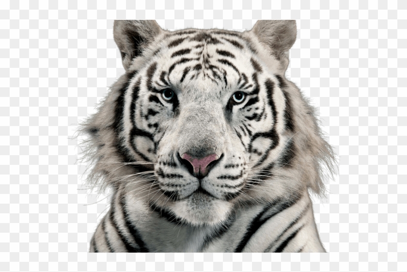 White Tiger Clipart Transparent Background - White Tiger Transparent  Background, HD Png Download - 640x480(#6543554) - PngFind
