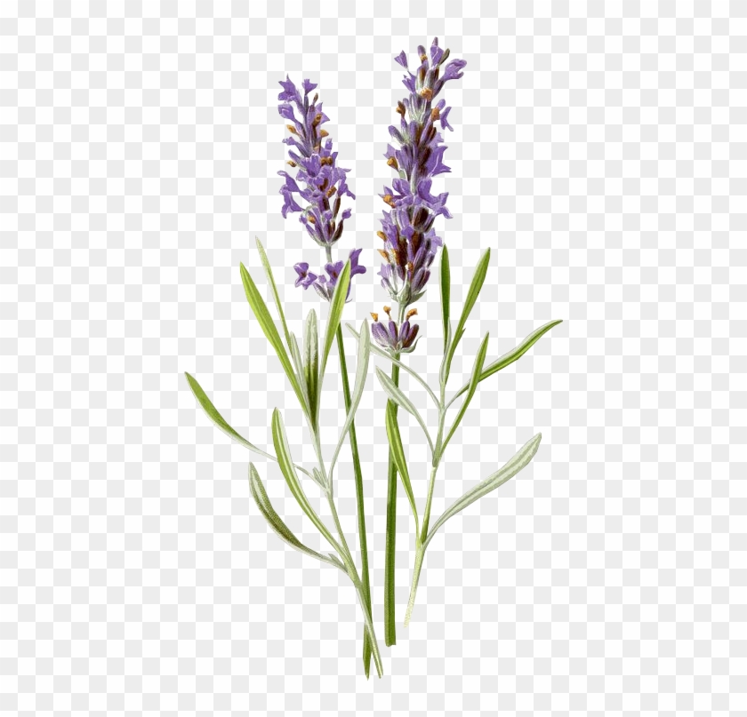 lavanda #flores #morado #vintage #flower #antiguo - Lavender Botanical  Drawing, HD Png Download - 564x853(#6547389) - PngFind