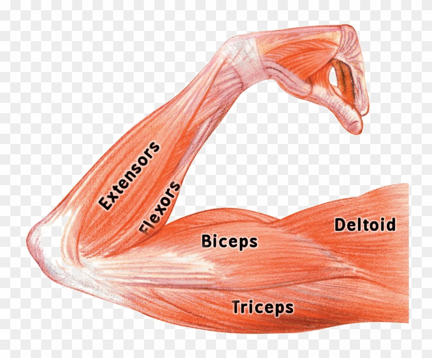 Muscle Png Image Background - Arm Muscle Flex Anatomy, Transparent Png -  750x616(#6547838) - PngFind