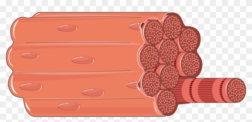 Muscles Clipart Smooth Muscle - Muscle Fiber Png, Transparent Png