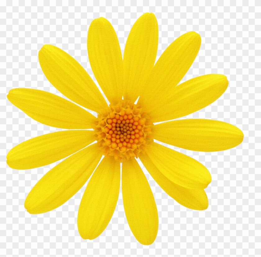 Promoción - Margarita Flor Dibujo Png, Transparent Png - 1600x1500(#6548990) - PngFind Promoción - Margarita Flor Dibujo Png, Transparent Png - 1600x1500(#6548990) - PngFind