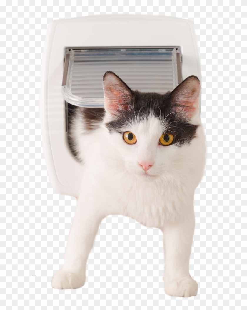 transparent cat flap