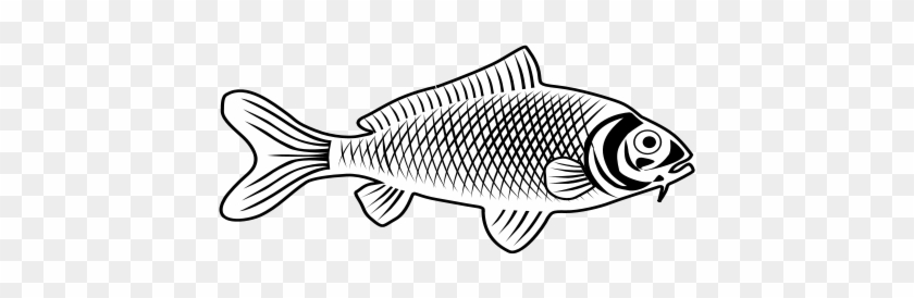 Download Free Vector Fish Bass Hd Png Download 566x800 6560705 Pngfind