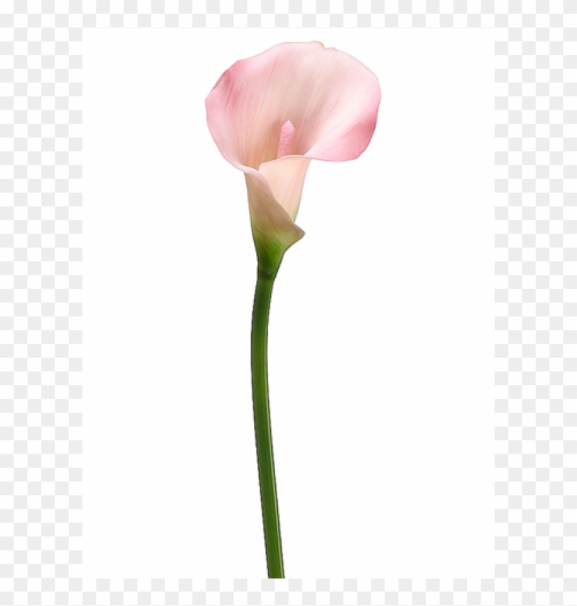 Каллы на белом фоне. Калла аваланж. Красивые каллы. Калла аваланч. Лилия калла.