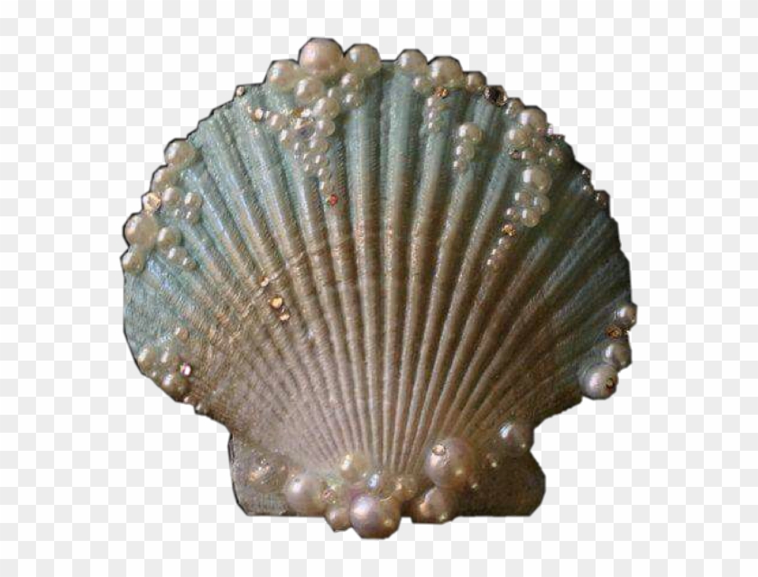 #clam #shell #sea #mermaid #ocean #vintage #water #aesthetic - Deniz ...