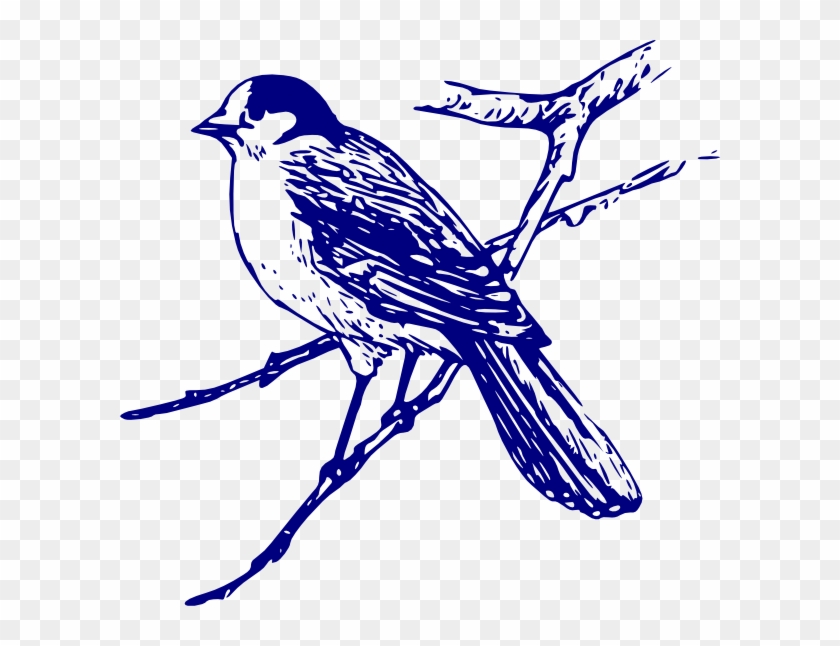 Blue Bird On Branch Drawing, HD Png Download - 600x566(#6589131) - PngFind