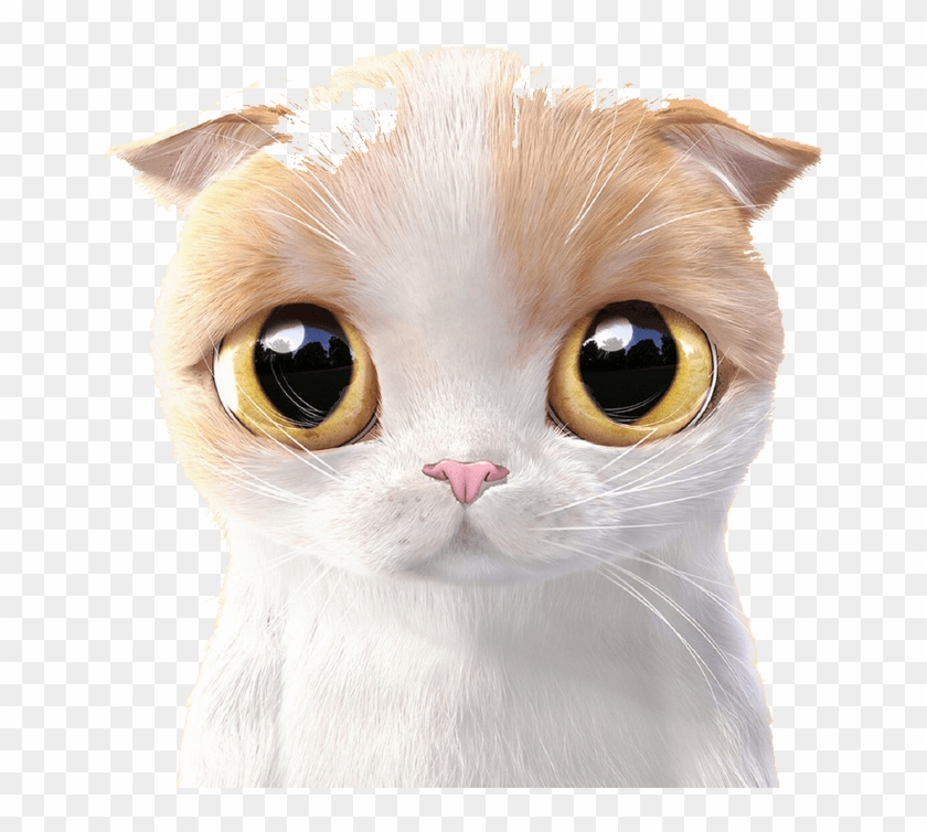 Siamese Cat Kitten Cuteness Mobile Phone Wallpaper Cat Cute Hd Siamese Cat Kitten Cuteness Mobile Phone Wallpaper Cat Cute Hd