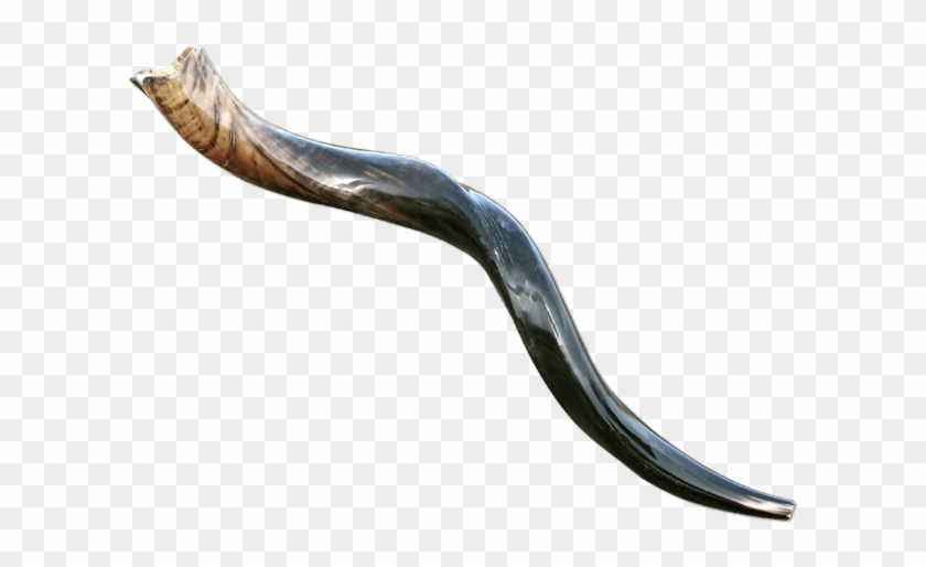 100% Kosher Medium Yemenite Shofar - Shofar, HD Png Download - 650x650(#6627077) - PngFind
