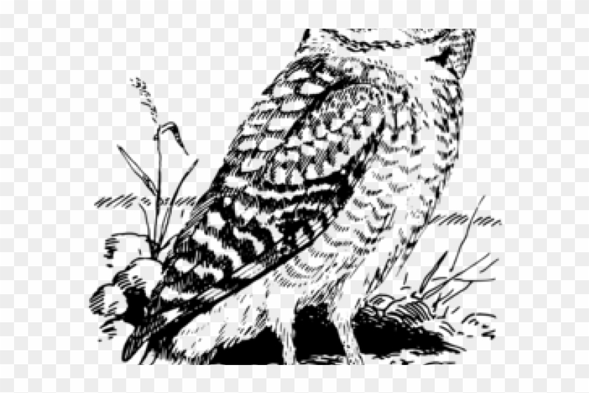 Download Barred Owl Clipart Black And White Owl Hd Png Download 640x480 6672363 Pngfind