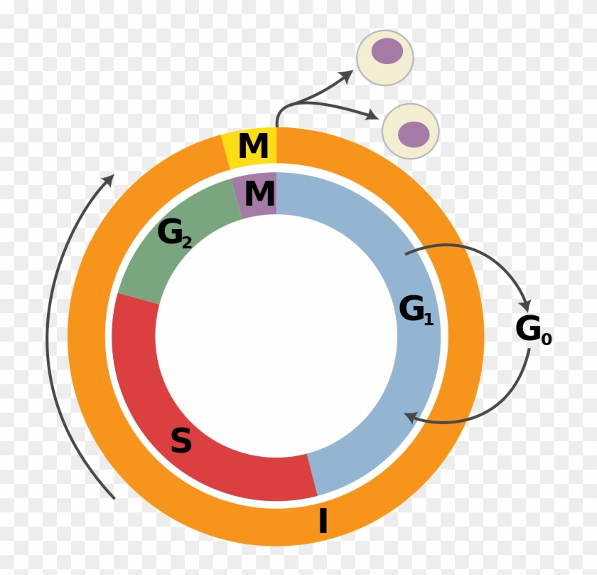 232 × 240 Pixels - Cell Cycle Png, Transparent Png - 714x728(#6673481 ...