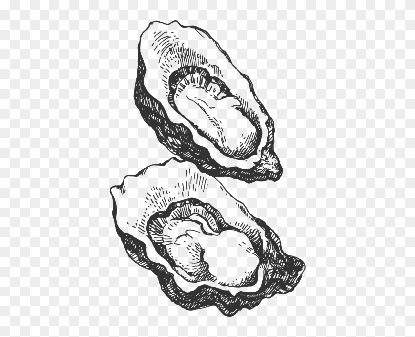 Drawing Of An Oyster Png, Transparent Png - 601x601(#6683927) - PngFind