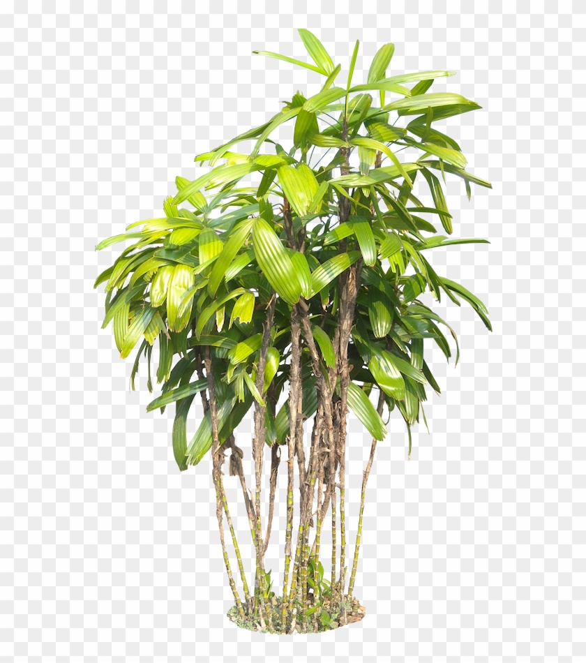 Tropical Plants Png - Plant Png Transparent Background, Png Download -  593x880(#677090) - PngFind