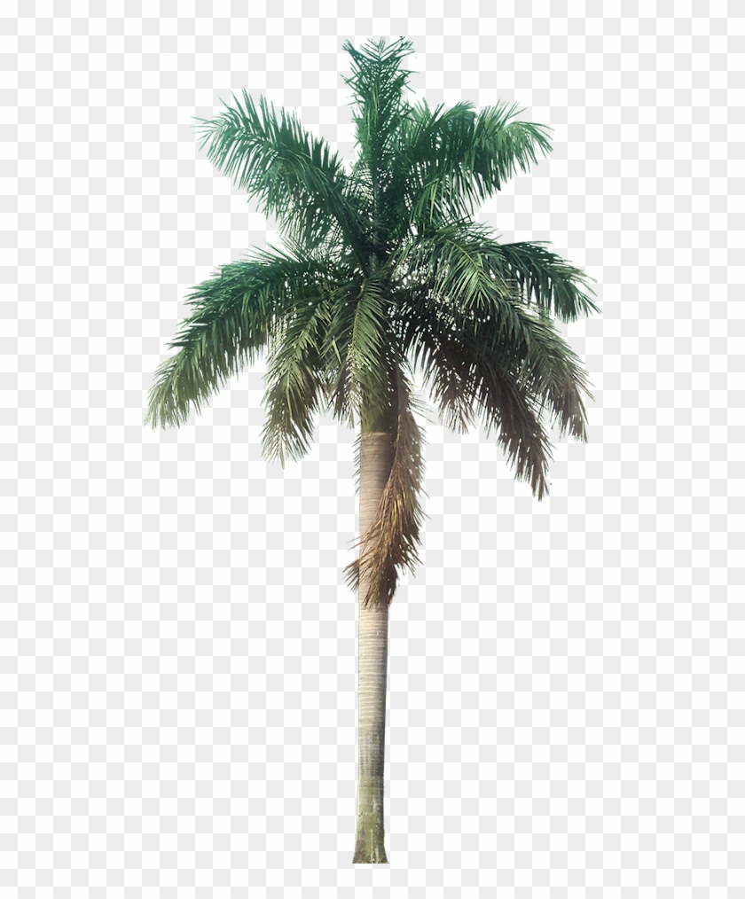 A Collection Of Tropical Plant Images With Transparent - Palm Trees, HD ...