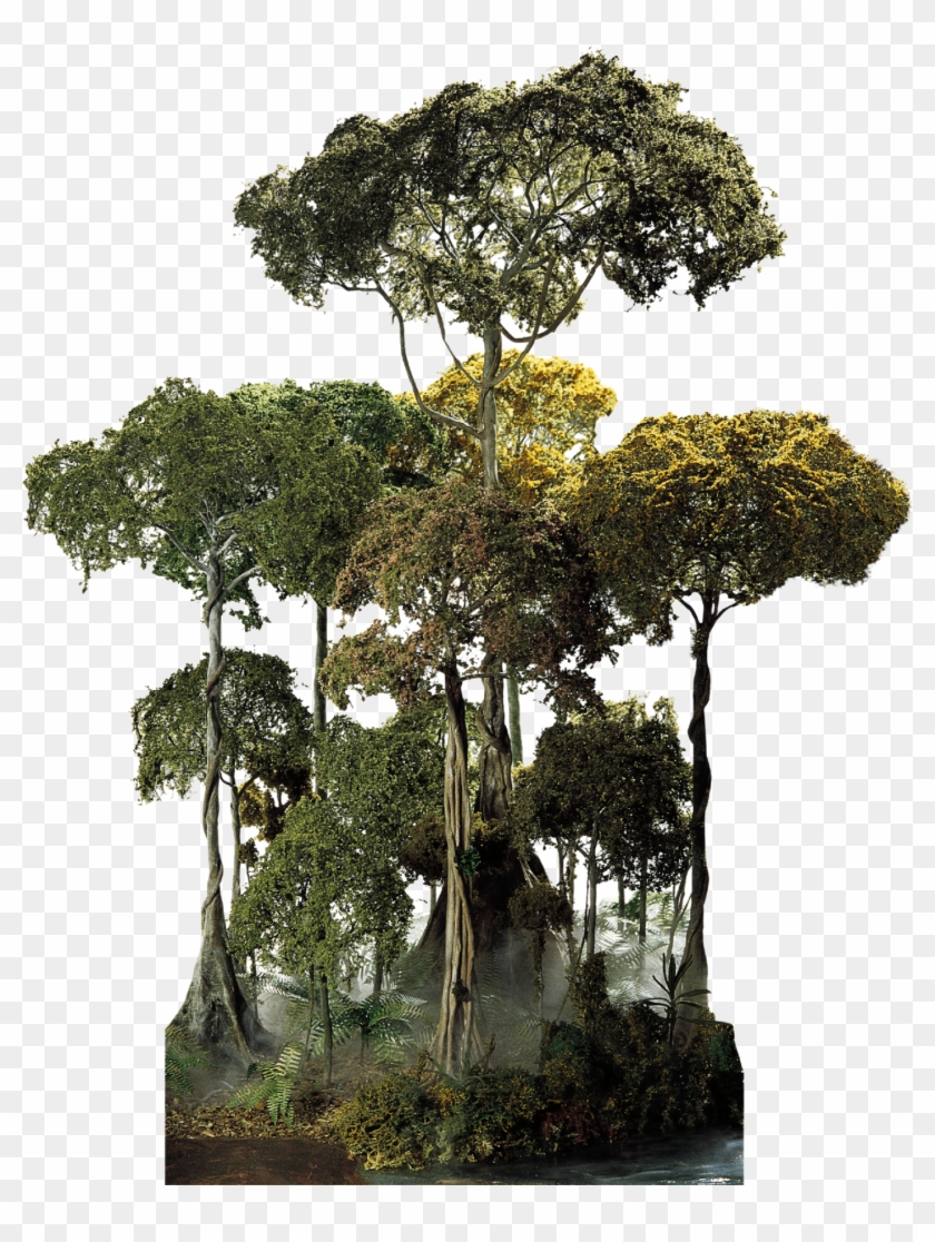 Tropical Rainforest Tree Png Transparent Png 1440x1845 6772 Pngfind