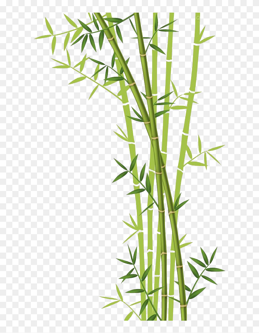 pics Transparent Background Bamboo Tree Clipart transparent bamboo background clipart