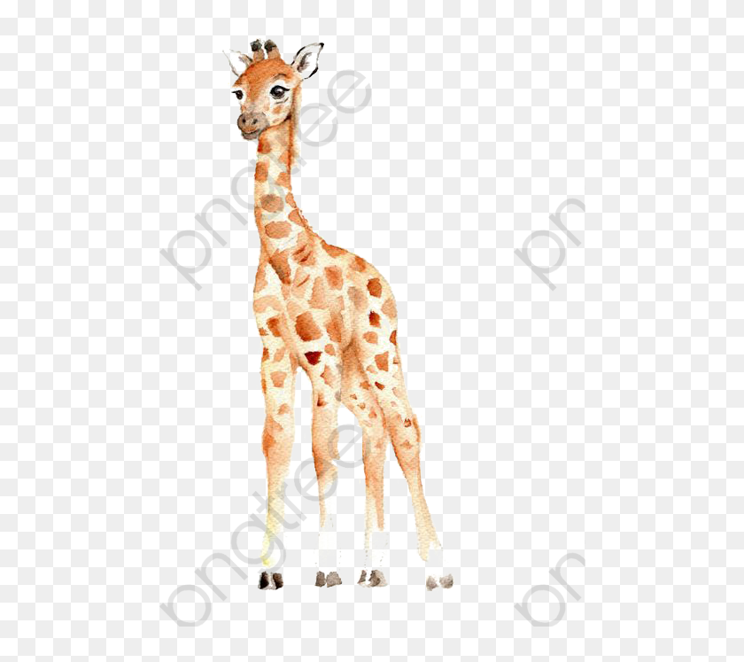 Giraffe Clipart Real Baby Giraffe Watercolor Clipart Hd Png Download 482x667 6714491 Pngfind