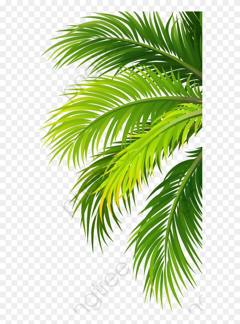 Transparent Palm Leaf Png Coconut Leaf Png Png Download 577x1053 Pngfind Transparent Palm Leaf Png Coconut Leaf Png Png Download 577x1053 Pngfind