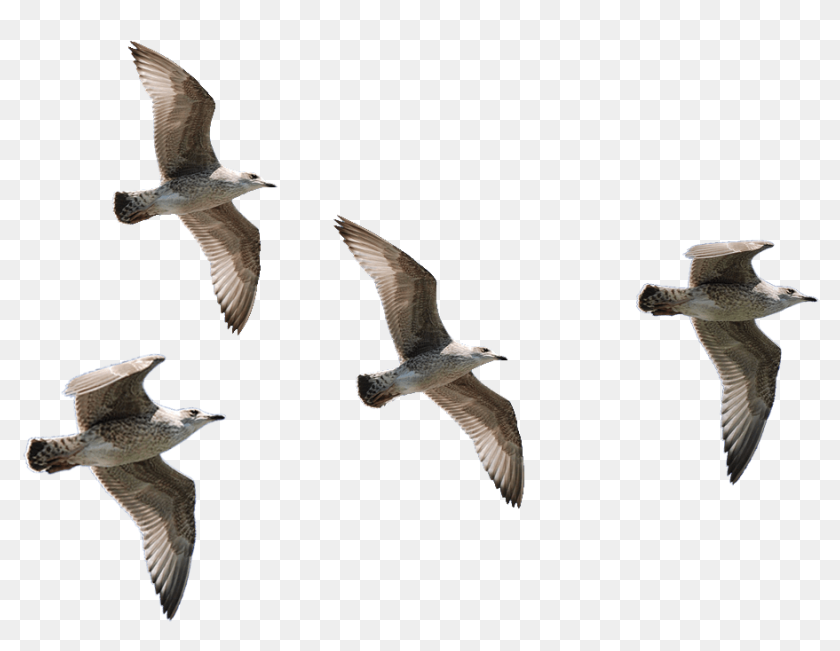 Seagulls Flying - Transparent Background Bird Flying Png, Png Download -  1000x792(#6735151) - PngFind