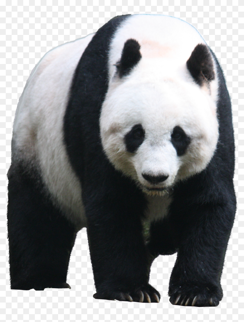 Lin Manuel Miranda On A Panda Png Download Giant Panda Transparent Background Png Download 1999x2540 Pngfind