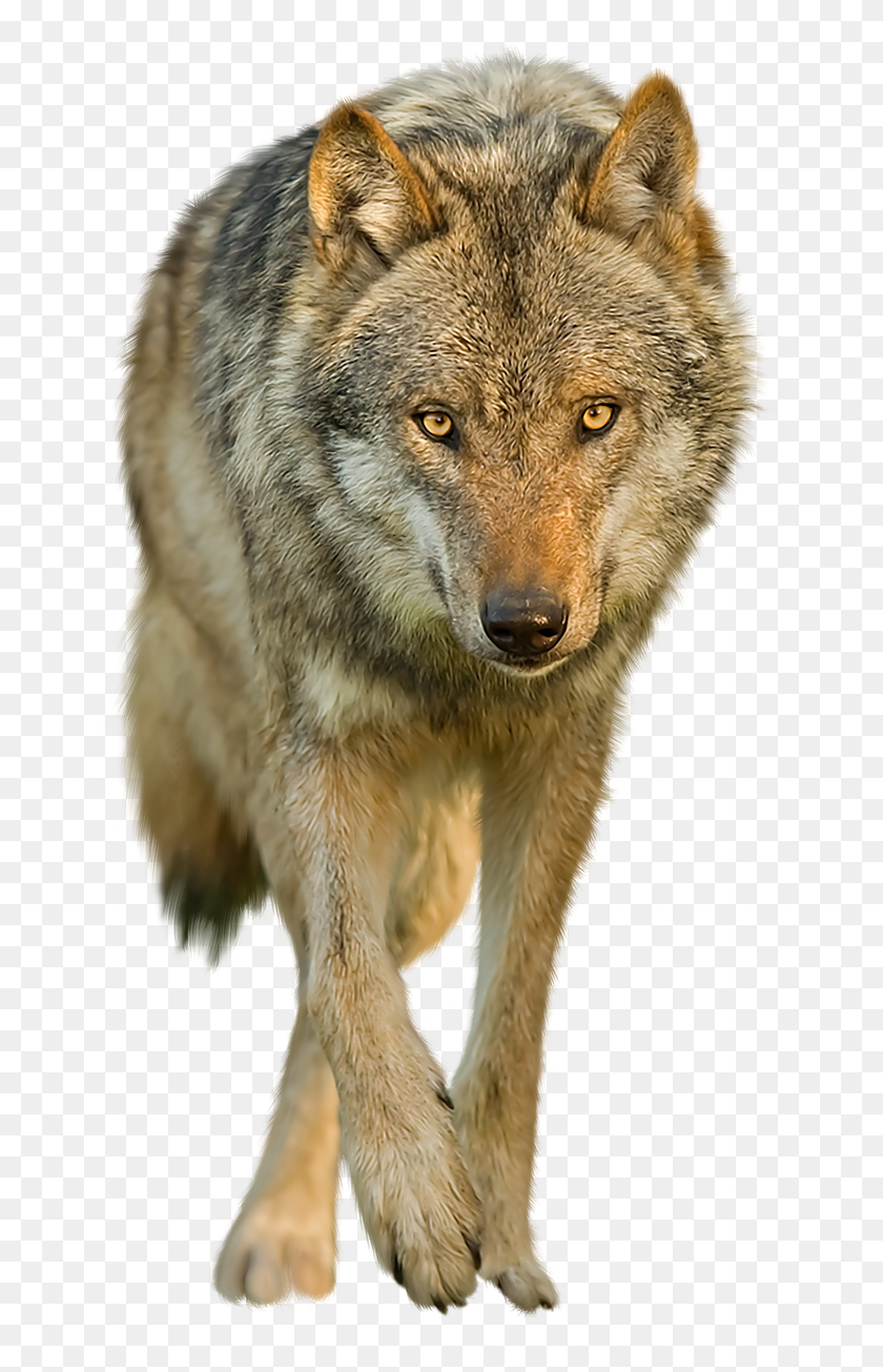 Wolves Transparent Background - Wolf Transparent Background, HD Png ...